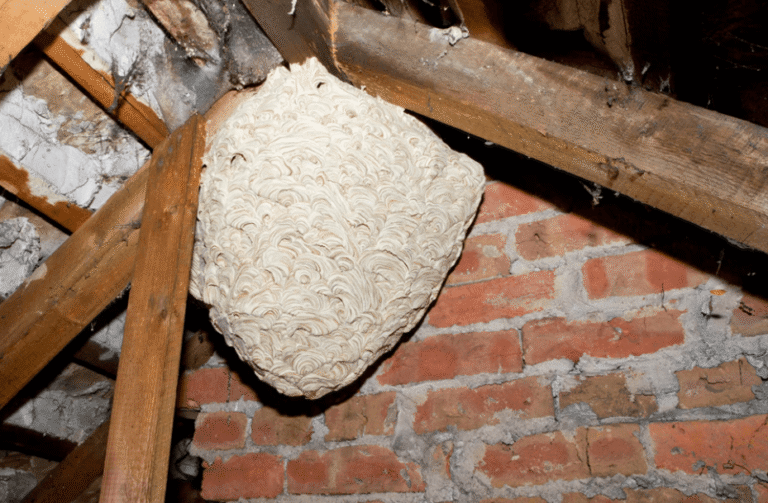 Are Wasps Threatening Your Home? How to Protect Your Family and Pets