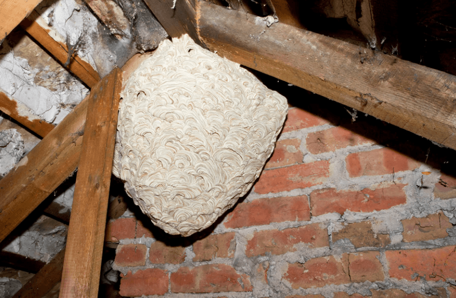 Are Wasps Threatening Your Home? How to Protect Your Family and Pets